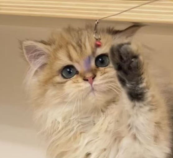 Kitty公主来家里啦